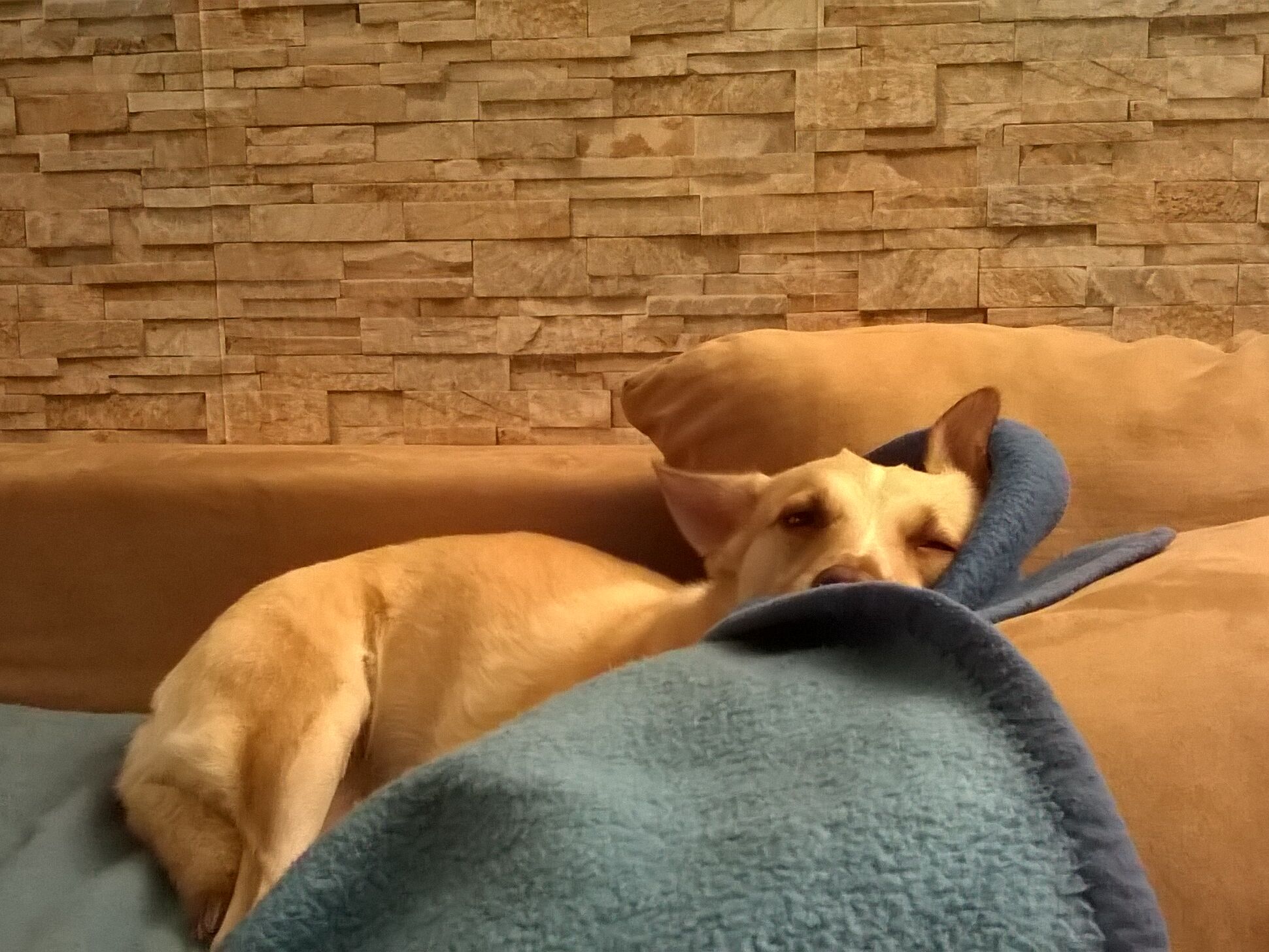 Foto tiefenentspannter Hund